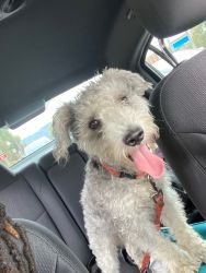 1yr Schnoodle for sale