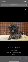3 month old male shorkie needs loving home