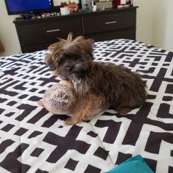 Yorkie for selling