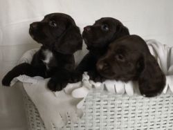 Beautiful Chocolate Sprocker Puppies