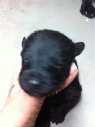 FOR SALE MALE SCOTTISH TERRIER PUPPY