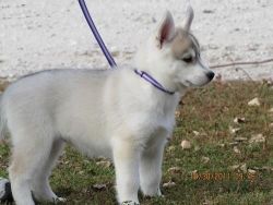 sweet Husky puppy for sale