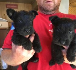 Adorable male and Female Scottish Terrier Puppies