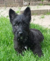 Scottish Terrier Puppies Available