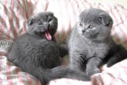 MNJKL Scottish Fold Kittens
