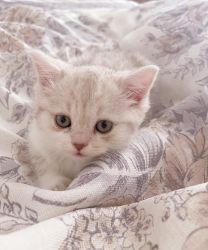 Cute Scottish kitten