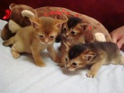 Beautiful Pure-breed Ruddy Abysinnian Kittens (Male And Female)