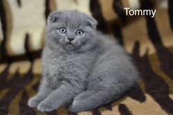 Blue color Male short hair Scottish fold kitten Tommy