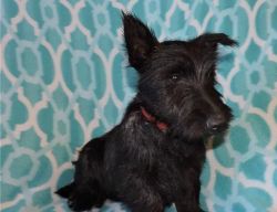 Outstanding Scottish Terrier Puppies For Sale .
