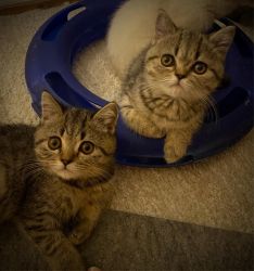 Foldex Kittens