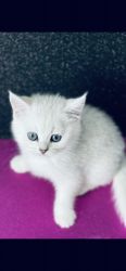 Scottish Silver Shinshilla kittens for sale