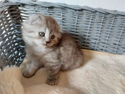 Scottish Fold Kittens for Sale