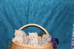House Trained Scottish Fold Kittens For Sale...