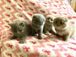 Kittens available 2 Boy and 2 Girls