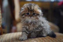 Scotish fold kitten chico