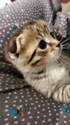 Turkish Scottish Fold kittens for sale