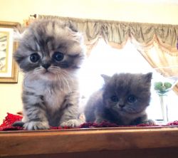 Extremely Cute Scottish Fold Kittens