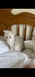 Purebred Scottish Straight/Fold Kittens