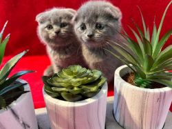 well trained Scottish fold kittens available