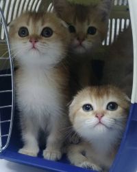 Adorable Scottish Fold kittens
