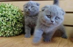 Georgiou's Scottish Fold Kittens