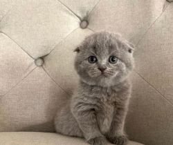 Cute Scottish Fold Kitten For Sale
