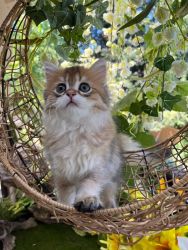 Scottish Straight longhair kitten
