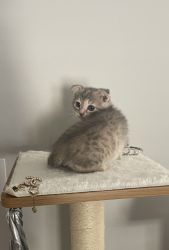 Scottish Fold Kitten ARI