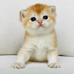 scotish fold kitten for sale