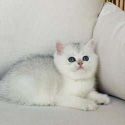 scottish fold kitten for sale