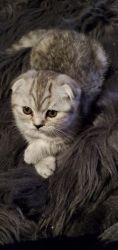 SCOTTISH fold kittens for sale