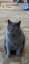 British Blue shorthair & Scottish Fold cat for sale