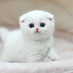 Scottish Fold Kittens For sale