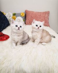 Cream White Scottish Folds Kittens a girl and a boy