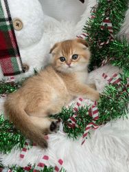 Male Scottish Fold kitten