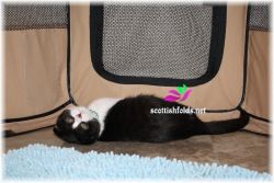 CFA Scottish Fold Kitten