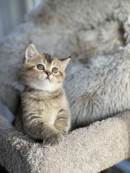 Sweet Scottish Fold Kittens