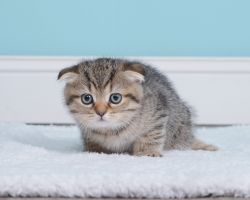 Scottish Fold and Straight kittens for adoption