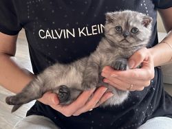 Beautiful Scottish fold kitten