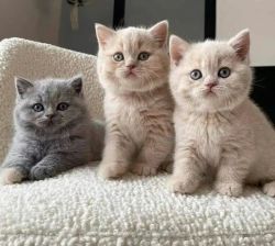 Gorgeous scottish fold kittens