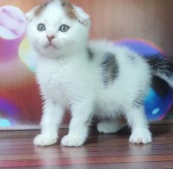 White Scottish fold kittens for sale