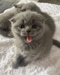 Gorgeous Scottish Fold Kittens for sale