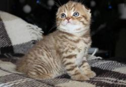 Precious Scottish Fold Kitten to lovely