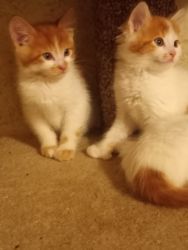 6 Scottish fold straight eared kittens