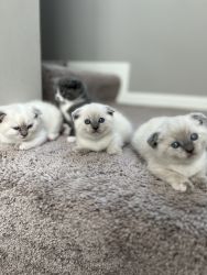 Scotish fold kittens