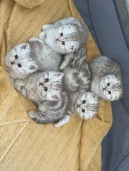 scottish kittens