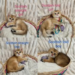 Purebred Scottish fold and straight kittens