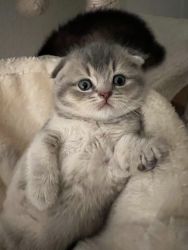 Scottish Fold Kittens for Adoption
