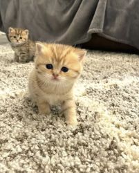 Scottish fold available for sale