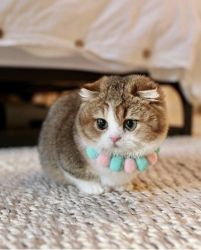 Scottish fold kitten available for sale